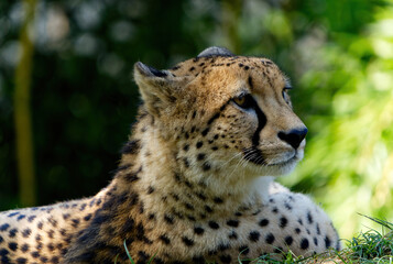 Fototapeta na wymiar Close up of a cheetah looking in the environment