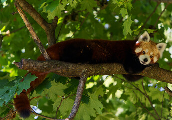 Red panda laying on a tree