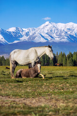 A horse with a foal on a plain in the highlands. Wild animals on free range in the highlands. Beautiful photos of summer nature.