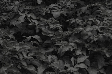 potato bushes grow on a potato farm. potato cultivation concept. green potato leaves background