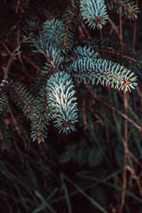 christmas tree in the forest