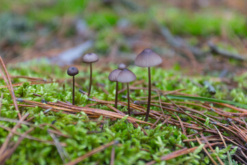 A wild mushroom  grows in the autumn forest. Ukraine 