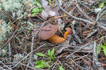 A wild mushroom bay bolete grows in the autumn forest. Ukraine 