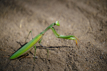Insect green mantis in natural conditions on the background of natural sand.