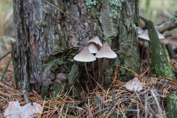 A wild mushroom  grows in the autumn forest. Ukraine 