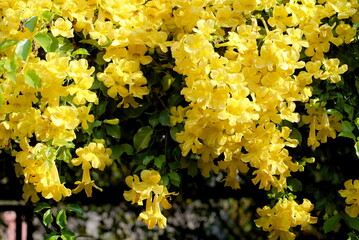 close up yellow flowers with green leaves, cat's claw, catclaw vine, cat's claw creeper
