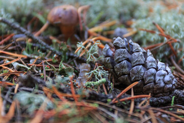 A pine cone lies on the ground in an autumn forest