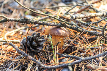 A wild mushroom bay bolete grows in the autumn forest. Ukraine 