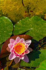 Water lily and leaves on water