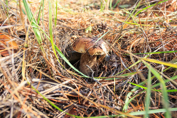 A porcini mushroom grows in the autumn forest. Ukraine