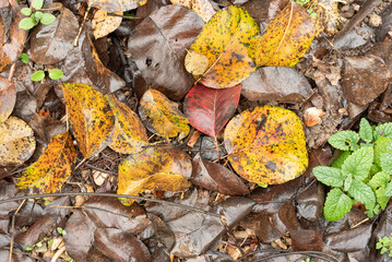 sfondo di foglie in autunno