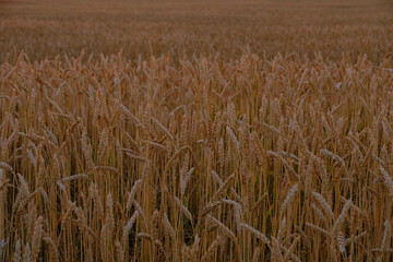 Ears ripe wheat in light colorful sunset.