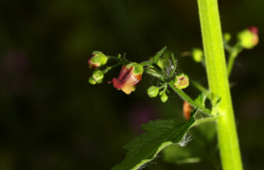 A very small flower on a dark blurry background