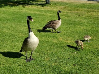 country goose on the grass
