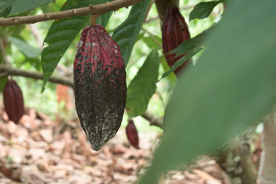 Cacao moniliasis