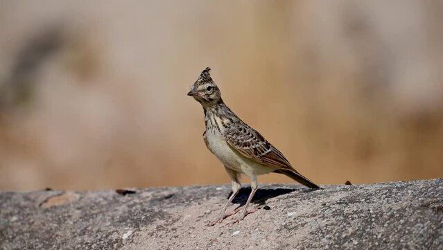 Galerida cristata or common lark is a species of bird in the Alaudidae family