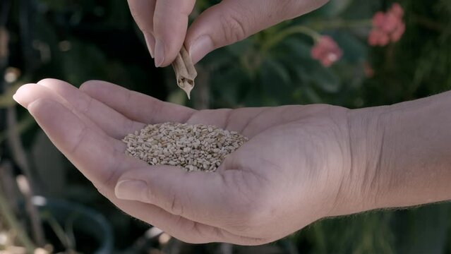 Young woman pours sesame seeds from sesame plant into her palm.