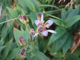 Obraz premium pink orchid flower