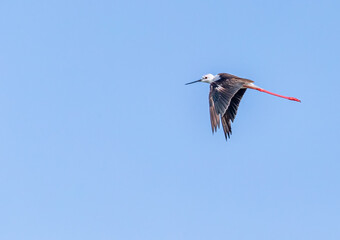 A_Blackwing_Stilt_with_wings_down_in_blue_sky