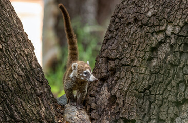 Coati from southeast Arizona 