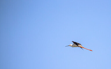 A Blackwing Stilt in flying mode in blue sky