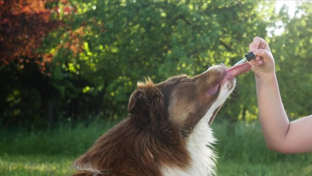 Caucasian woman giving her dog a CBD oil by licking a dropper pipette, handheld shot. Oral administration of hemp oil for pet health problems.