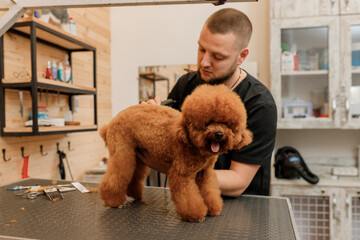 Professional male groomer making haircut of poodle teacup dog at grooming salon with professional equipment