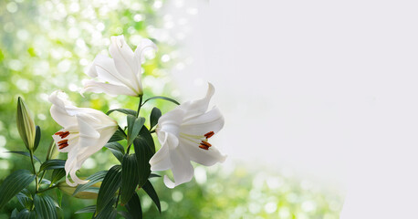 A bouquet of white lilies closeup isolated on a blurry garden background - obrazy, fototapety, plakaty