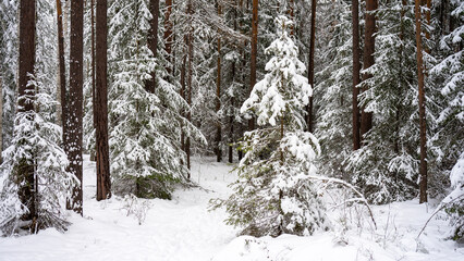 Fluffy young spruces covered with snow among trunks of pines and birches in winter forest. Winter landscape with snow-covered trees. Winter walks, activities and new year and christmas. Snowdrifts