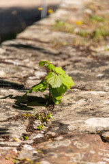 Young Tree Growing On A Stone Wall