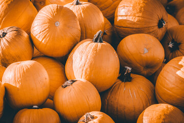 Pumpkin Pile, Symbol of Autumn and Helloween Holidays