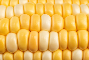 Texture from yellow grains of corn close-up. Corn background
