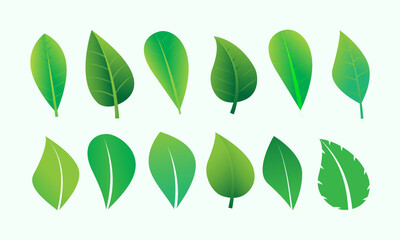 green leaves set