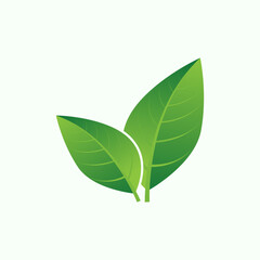 green leaf isolated on white background