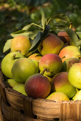 Green and red juicy ripe pears in a wicker basket in the garden on a sunny day. Autumn rich harvest.