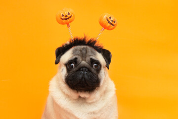 Halloween pug dog with pumpkin horns on orange studio background and copy space .