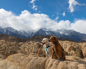two golden retriever dogs enjoying the views of mount Whitney in Alabama Hills California
