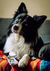 Black and white border collie with cute look sitting in a grey couch with beige background