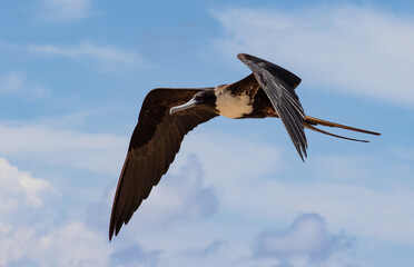 Magnificent frigate bird flying with cloudy sky in the background on a sunny day