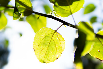 apple tree branch with green leaves against the background of the sky