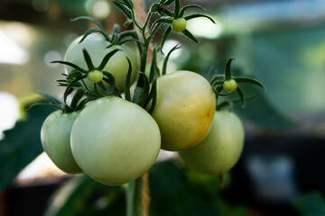 Green young immature tomatoes in a garden greenhouse