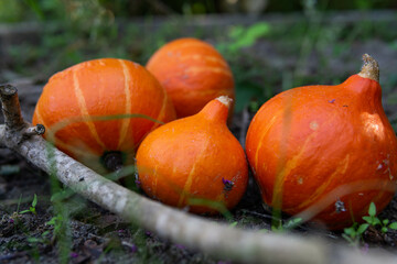 Fototapeta premium colorful little pumpkins from the garden prepared for halloween