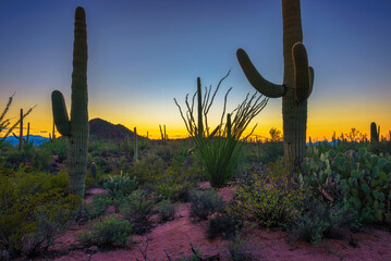 Sunset over big cactuses in Saguaro National Park, Arizona