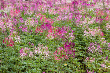 Spiny Spider flower also know as Cleome Spinosa blooming in sunny garden