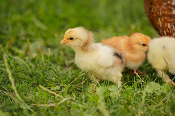 chickens with their mother walk on the grass, close-up