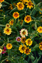 Red and yellow flowers of cynia in the summer garden in the evening sun. Cynia close-up in the evening.
