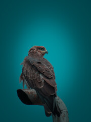 Pose of an eagle with dark green background 