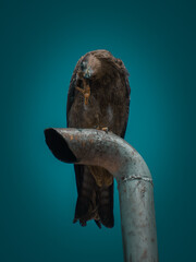 Pose of an eagle with dark green background 