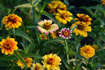 Red and yellow flowers of cynia in the summer garden in the evening sun. Cynia close-up in the evening.