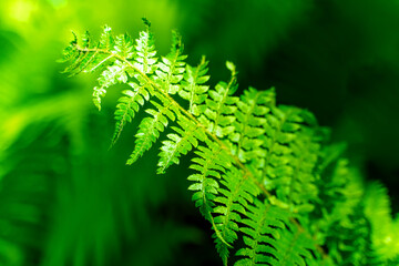 A fern leaf is green in sunlight